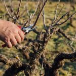 Αναγκαία γνώση η δυναμικότητα κάθε ποικιλίας πριν το κλάδεμα της αμπέλου