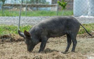 Απειλή για αυτόχθονες φυλές μαύρου χοίρου η ιδιωτικοποίηση πιστοποιήσεων λέει ο συνεταιρισμός «Μυρτάλη»