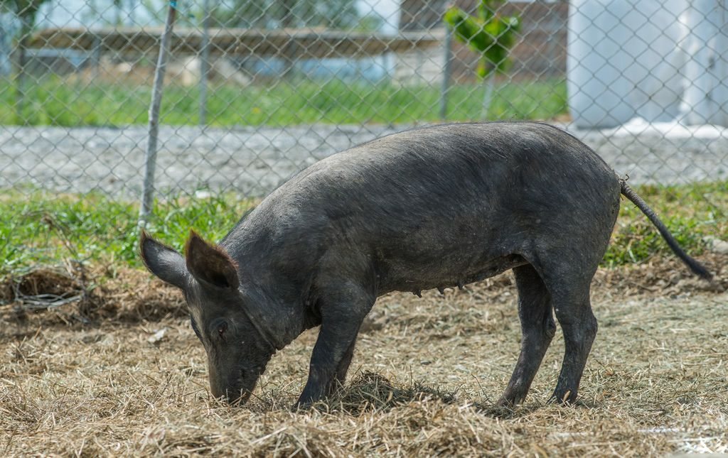 Απειλή για αυτόχθονες φυλές μαύρου χοίρου η ιδιωτικοποίηση πιστοποιήσεων λέει ο συνεταιρισμός «Μυρτάλη»