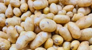 Η πατάτα Άνω Βροντούς σαπίζει στις αποθήκες - Μεγάλη πληγή οι «Ελληνοποιήσεις» (Βίντεο) • Έλληνας Αγρότης