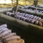 Ανεβάζει ρυθμούς η ελληνική χοιροτροφία - Τι έδειξε το crash test των Χριστουγέννων • Έλληνας Αγρότης