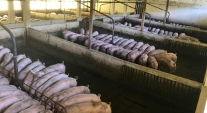 Ανεβάζει ρυθμούς η ελληνική χοιροτροφία - Τι έδειξε το crash test των Χριστουγέννων • Έλληνας Αγρότης