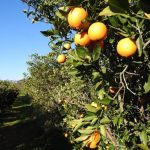 sybraxi-paragogon-roma-kai-metanaston-stin-argolida-kai-dimiourgia-koinsep-146409