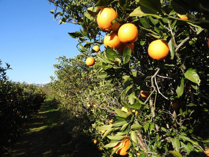 sybraxi-paragogon-roma-kai-metanaston-stin-argolida-kai-dimiourgia-koinsep-146409