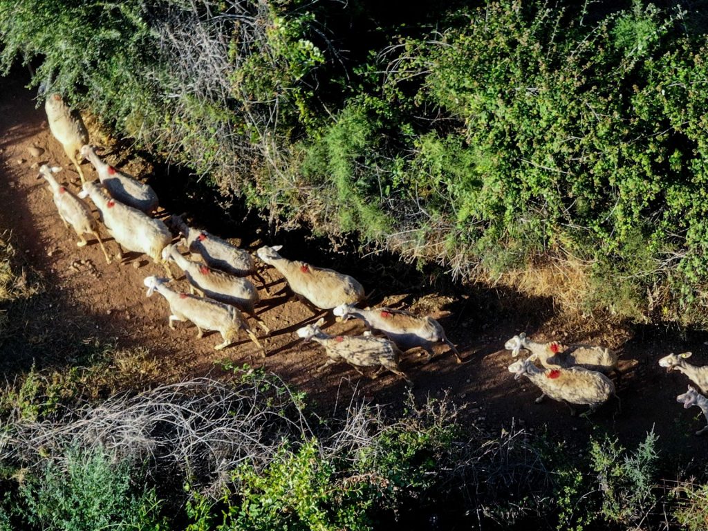 Κρήτη: Μπήκαν σε ξένο μαντρί και έσφαξαν 40 αρνιά - Τρεις συλλήψεις