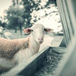 ΥΠΑΑΤ: Η νέα αρχιτεκτονική αντιμετώπισης των ζωονόσων