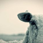 Πάγωμα χρεών χωρίς εφαρμογή το κενό που πιέζει την κτηνοτροφία