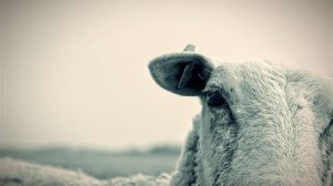 Πάγωμα χρεών χωρίς εφαρμογή το κενό που πιέζει την κτηνοτροφία