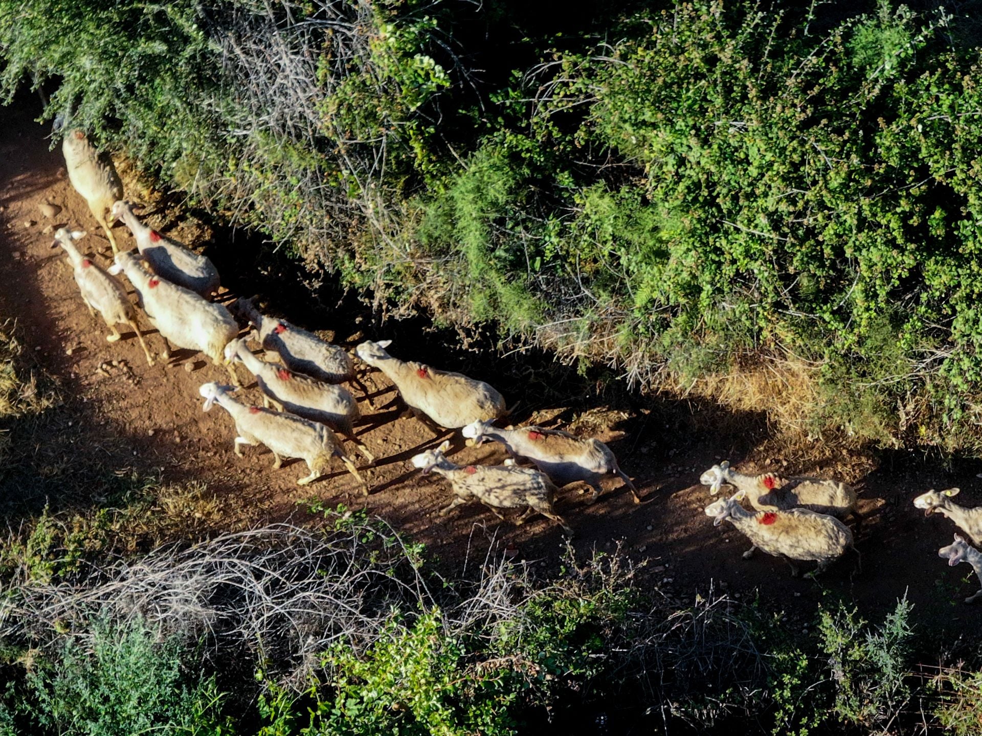 Κρήτη: Μπήκαν σε ξένο μαντρί και έσφαξαν 40 αρνιά - Τρεις συλλήψεις
