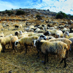 Αναγκαίος έγκαιρος εμβολιασμός για καταρροϊκό πυρετό προειδοποιεί η Περιφέρεια Ηπείρου