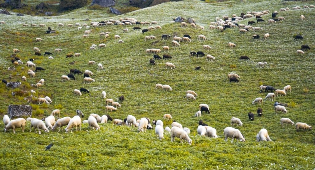 Εκ νέου παράταση προληπτικών μέτρων κατά ευλογιάς στην Κρήτη ως 5 Φεβρουαρίου