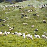 Εκ νέου παράταση προληπτικών μέτρων κατά ευλογιάς στην Κρήτη ως 5 Φεβρουαρίου