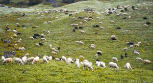 Εκ νέου παράταση προληπτικών μέτρων κατά ευλογιάς στην Κρήτη ως 5 Φεβρουαρίου