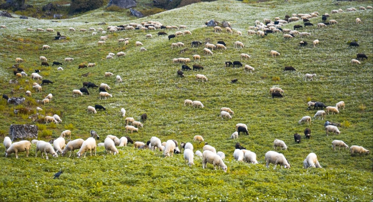 Εκ νέου παράταση προληπτικών μέτρων κατά ευλογιάς στην Κρήτη ως 5 Φεβρουαρίου