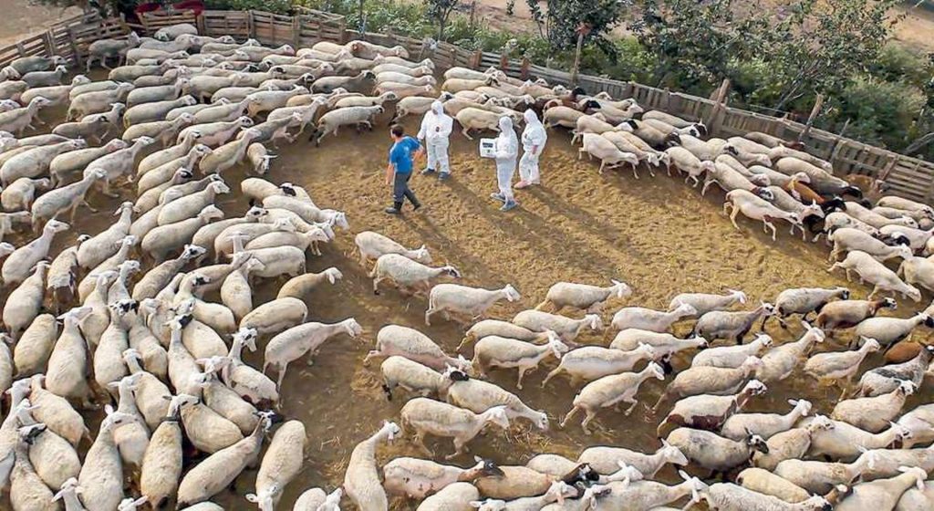 Ξάνθη: Η ευλογιά «σβήνει» κοπάδια, εισοδήματα και χωριά • Έλληνας Αγρότης