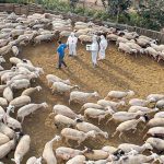 Ξάνθη: Η ευλογιά «σβήνει» κοπάδια, εισοδήματα και χωριά • Έλληνας Αγρότης