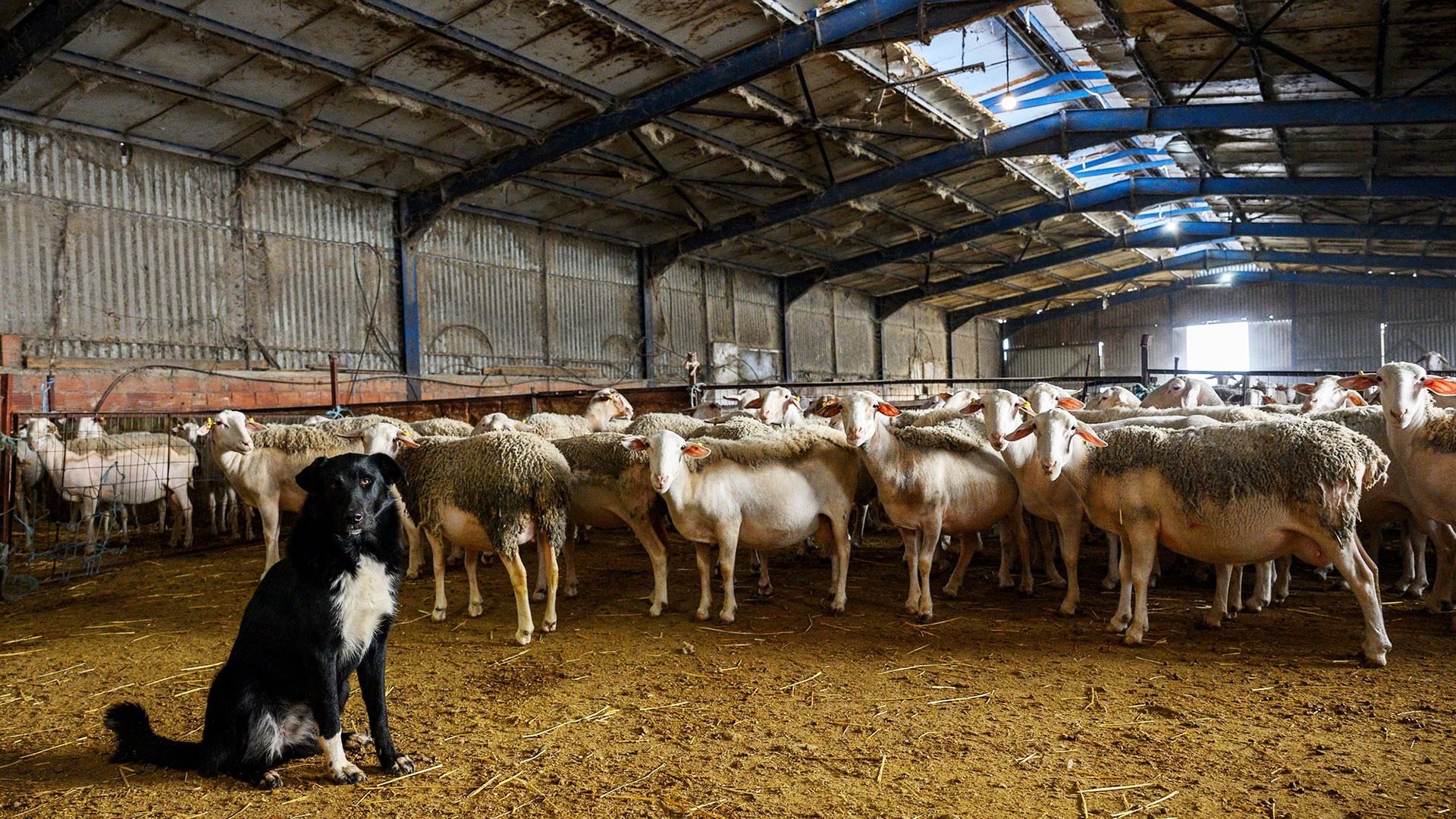 Καταστροφή τα fake news για εμβόλια κατά ευλογιάς ξεκαθαρίζει το ΥπΑΑΤ - Τυροκόμος