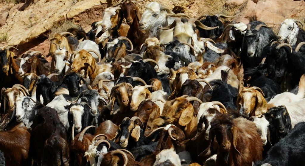 Ισχυρή σύσταση σε κτηνοτρόφους για εμβολιασμό κατά του καταρροϊκού πυρετού στη Δυτική Ελλάδα • Έλληνας Αγρότης