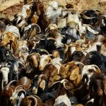 Ισχυρή σύσταση σε κτηνοτρόφους για εμβολιασμό κατά του καταρροϊκού πυρετού στη Δυτική Ελλάδα • Έλληνας Αγρότης