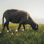 Αυξημένη επιφυλακή και αυστηρά μέτρα λόγω ευλογιάς στην Περιφέρεια Θεσσαλίας • Έλληνας Αγρότης