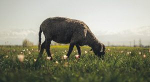 Αυξημένη επιφυλακή και αυστηρά μέτρα λόγω ευλογιάς στην Περιφέρεια Θεσσαλίας • Έλληνας Αγρότης