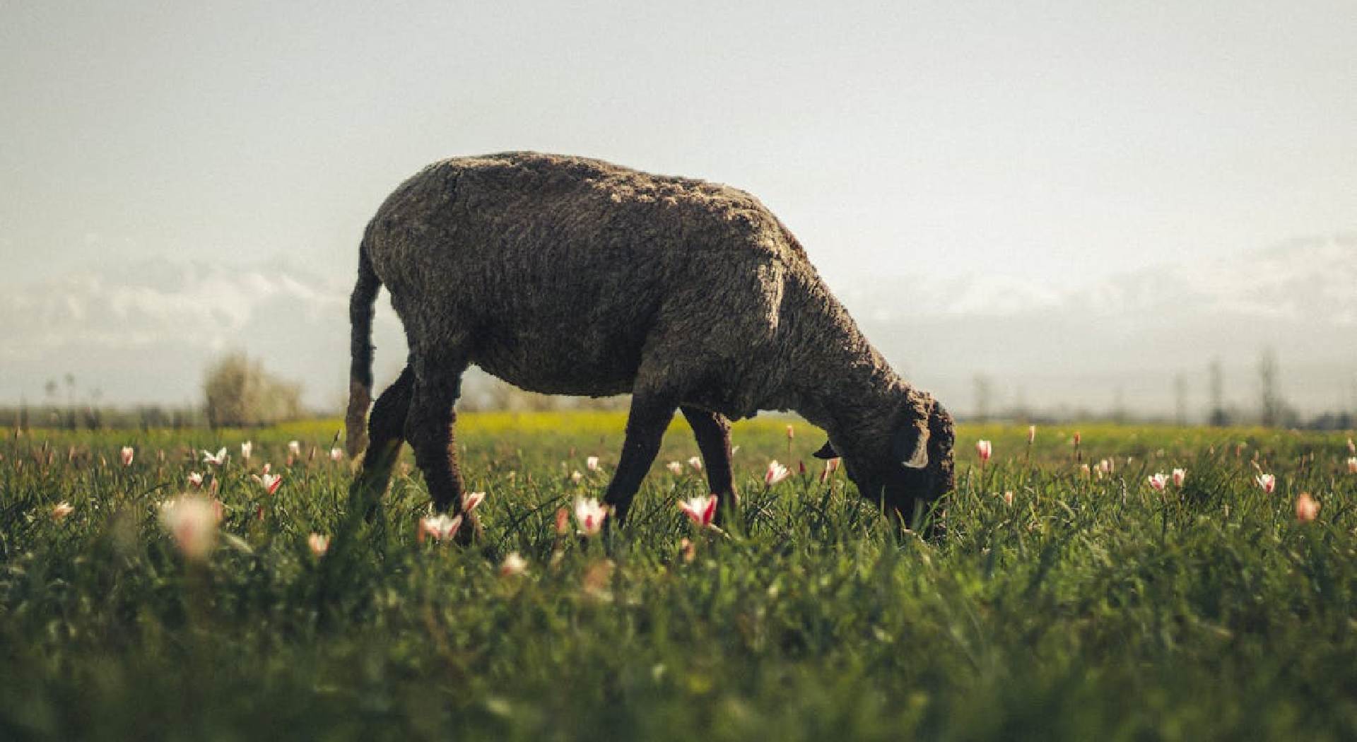 Αυξημένη επιφυλακή και αυστηρά μέτρα λόγω ευλογιάς στην Περιφέρεια Θεσσαλίας • Έλληνας Αγρότης