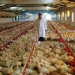 Αποδοκιμάζει η βιομηχανία πτηνοτροφικών προϊόντων της ΕΕ το ντηλ με Mercosur