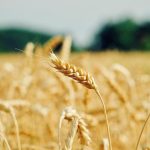 Μαρόκο: Νέο σύστημα στήριξης εισαγωγών μαλακού σίτου από τον Ιανουάριο