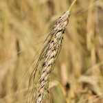 Ρωσία: Οι βασικές αλλαγές στην αγορά σιταριού στο πρώτο μισό του 2025/26