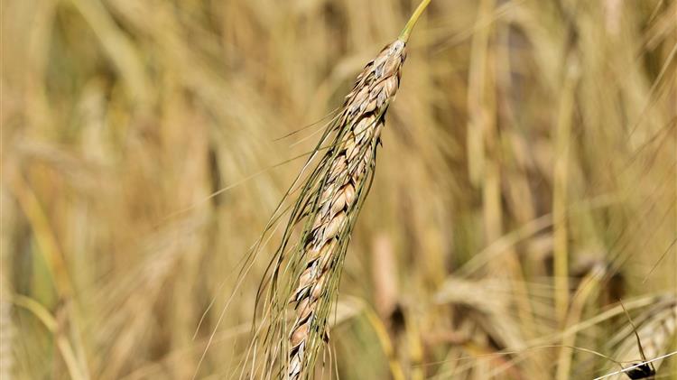 Ρωσία: Οι βασικές αλλαγές στην αγορά σιταριού στο πρώτο μισό του 2025/26