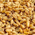 Στάσιμες αποδόσεις στο σιτάρι: Οι καλλιεργητικές πρακτικές και όχι το κλίμα στο επίκεντρο της έρευνας