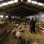 Ξεκίνησαν διαδικασίες για επαναφορά ΠΟΠ «Αρνάκι» και «Κατσικάκι Ελασσόνας» - Ευκαιρίες και προβλήματα • Έλληνας Αγρότης