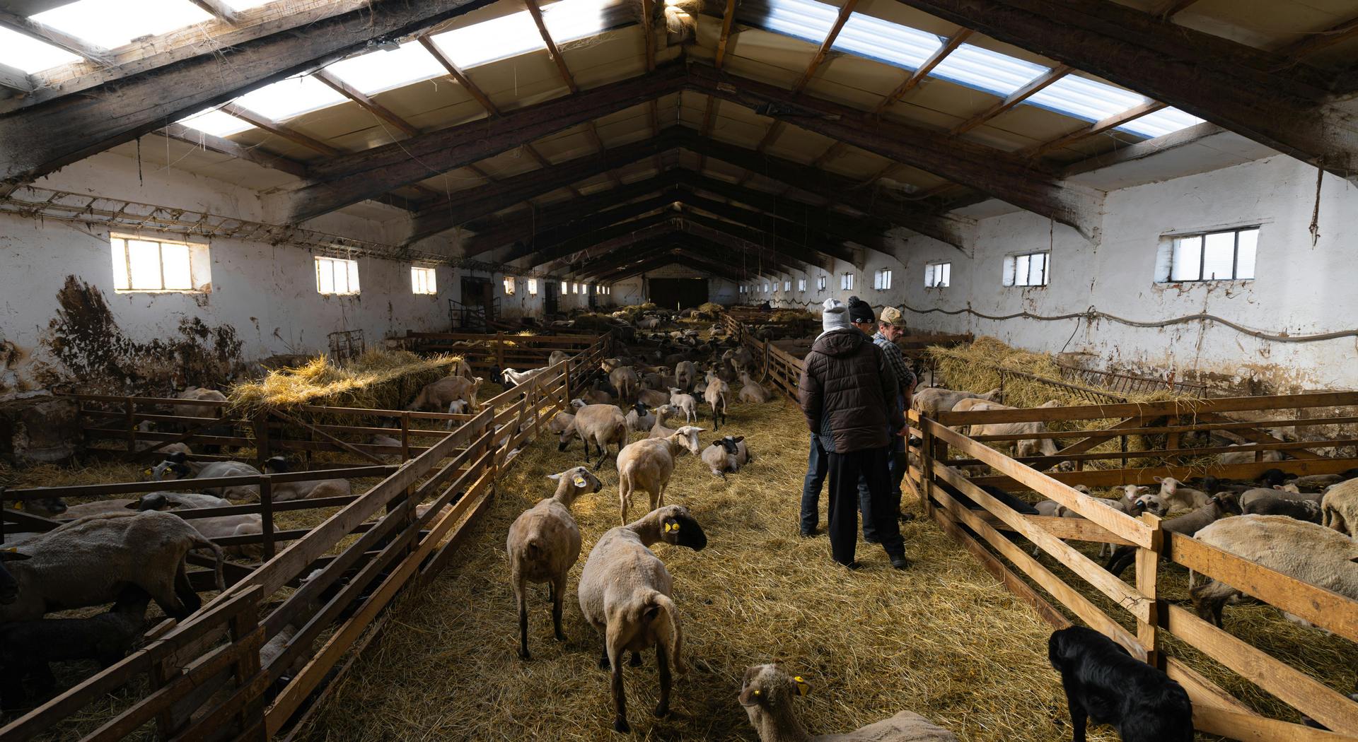 Ξεκίνησαν διαδικασίες για επαναφορά ΠΟΠ «Αρνάκι» και «Κατσικάκι Ελασσόνας» - Ευκαιρίες και προβλήματα • Έλληνας Αγρότης