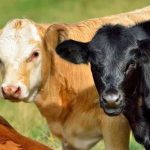 Γενετικά τροποποιημένα μοσχάρια ανθεκτικά στη ζέστη γεννήθηκαν στη Βραζιλία