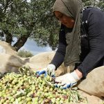 Ελαίας Καρπός