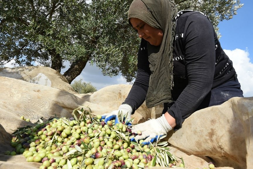 Ελαίας Καρπός