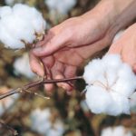 Πριμ άνθρακα: Τα σημεία - κλειδιά της προδημοσίευσης και τα ποσά ενίσχυσης • Έλληνας Αγρότης