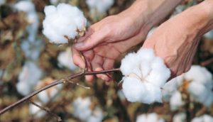 Πριμ άνθρακα: Τα σημεία - κλειδιά της προδημοσίευσης και τα ποσά ενίσχυσης • Έλληνας Αγρότης