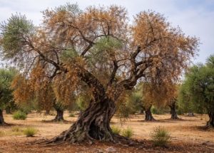 1 δισεκατομμύριο ευρώ για την ανοικοδόμηση των ελαιώνων που επλήγησαν από την ξυλέλα στην Ιταλία