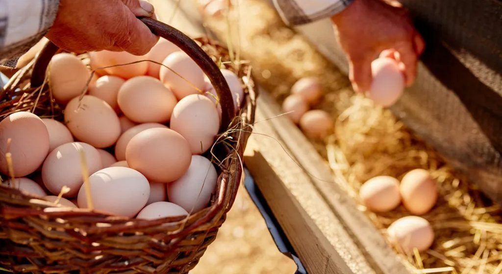Κτηνοτρόφοι κάνουν στροφή στην πτηνοτροφία και την αβγοπαραγωγή • Έλληνας Αγρότης