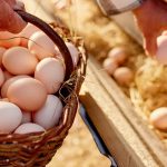 Κτηνοτρόφοι κάνουν στροφή στην πτηνοτροφία και την αβγοπαραγωγή • Έλληνας Αγρότης