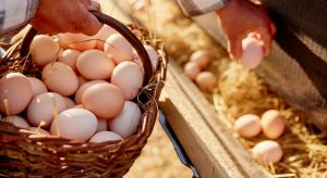 Κτηνοτρόφοι κάνουν στροφή στην πτηνοτροφία και την αβγοπαραγωγή • Έλληνας Αγρότης