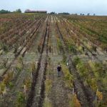 Βόρεια Μακεδονία: Η αρχαία τέχνη του κρασιού μπροστά στις προκλήσεις της νέας εποχής