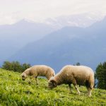 ΠΟΓΕΔΥ: «Η κυβέρνηση διαλύει την κτηνοτροφία» - Τα 6 μέτρα που προτείνει • Έλληνας Αγρότης