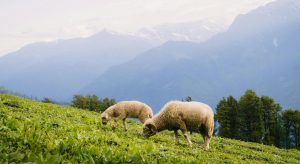 ΠΟΓΕΔΥ: «Η κυβέρνηση διαλύει την κτηνοτροφία» - Τα 6 μέτρα που προτείνει • Έλληνας Αγρότης