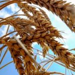 Κίνα: Αύξηση των εισαγωγών σιτηρών την τρέχουσα περίοδο προβλέπει το USDA