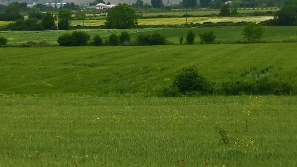 Δημητριακά και υγεία- Γηγενείς σπόροι