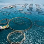 Χρηματοδότηση 455.500 για δράσεις καινοτομίας στην αλιεία και υδατοκαλλιέργεια από Περιφέρεια ΑΜΘ