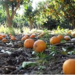 Ανεμοθύελλες κατέστρεψαν το 50% παραγωγής πορτοκαλιών σε Μακρίσια και Καλυβάκια