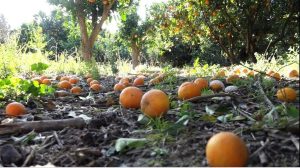 Ανεμοθύελλες κατέστρεψαν το 50% παραγωγής πορτοκαλιών σε Μακρίσια και Καλυβάκια